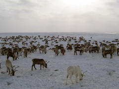 Reindeers on a yagelny pasture. A pasture of deer on Yamal