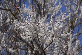 Цветущий дикий абрикос в саду. Весеннее цветение деревьев. 