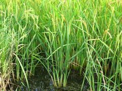 The cultivation of rice in flooded fields. Agriculture