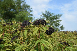 Elder berries. Maturing of berries of a poisonous plant
