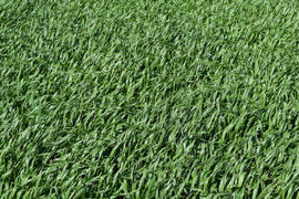 Field of young green barley. A background from a green spring field of winter grain crops