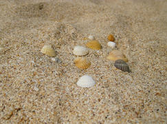 Раковины на песке 