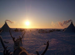 Reindeer against a tundra landscape. Life on Yamal