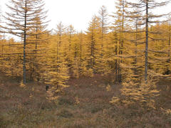 The autumn wood in the Far East. Yellow leaves