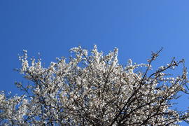 Blossoming of a cherry plum in a spring garden in Kuban, Russia