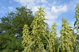 Blossoming of a nettle. Time of collecting a nettle for a zasushivaniye. Herb