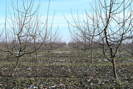 Young apple orchard. Growing and Caring for orchard of apple trees