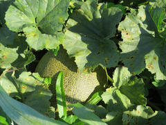 The growing melon in the field. Cultivation of melon cultures