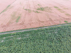 Границы между полями пшеницы и подсолнухов. 