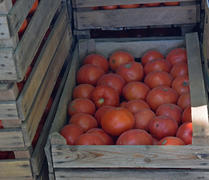 Tomatoes in wooden boxes. The harvest from the fields