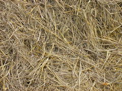 Texture hay closeup in color. Fodder for livestock and construction material
