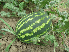 The growing water-melon in the field. Cultivation of melon cultures