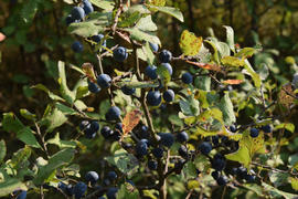 Berries of wild plum - a sloe. Wild fruit in the nature