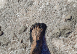 Human foot in the mud and salt lake brine. Therapeutic mud and salt.