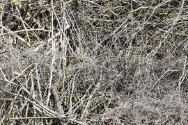 Background from dry grass and twigs. Cleaning of garden