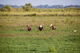 Рабочие на плантации вручную убирают сорняки 