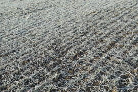Field of winter wheat. Hoarfrost on foliage of sprouts of wheat