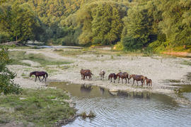 Лошади гуляют на просторе у пруда 