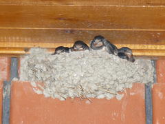 Swallow nest with the grown-up baby birds. Reproduction of nested birds