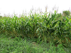 Corn field. Process of growth of corn, it still green also blossoms