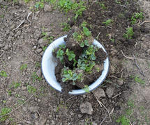 Seedlings strawberry in a basin. Reproduction berries