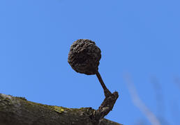 Dried rotten apple. Plant diseases in the garden