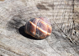 Large snail shell. Snail on the stump