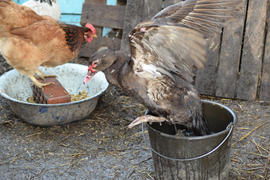 Musky duck bathes in a bucket of water. The maintenance of musky ducks in a household