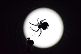 Araneus Spider on the background of the moon. Night spider on its web
