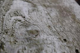 The Fir tree branch background close up