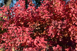 Autumn red color of leaves of cotinus coggygria. Paints of the fall