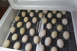 Incubator for a conclusion of chickens, ducklings and gooses. Equipment for a household. The eggs