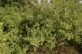Berries of wild plum - a sloe. Wild fruit in the nature