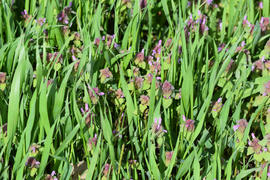 Lamium purpureum blooming in the garden. Medicinal plants