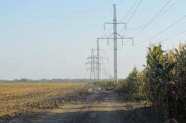 Power poles near the cornfield. Rural landscape