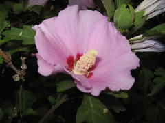 The Flower mallow pink color. Blooming mallow