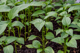 Выращивание овощей в теплицах