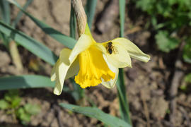 Narcissus flower with bee. Blooming onion on a bed