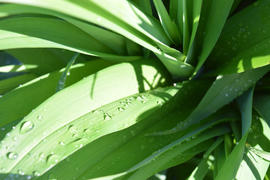 Lilies after a rain. Drops on the leaves
