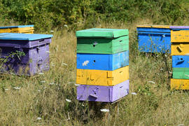 Colourful beehives. Small apiary in the foothills