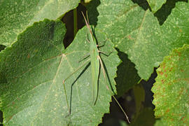 Green locusts, orthoptera insect. Ordinary locusts on grape leaves