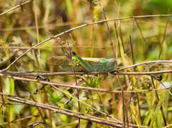 Зеленый кузнечик на траве