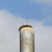 Stork on a roof of a water tower. Stork nest