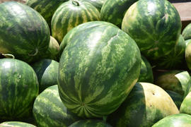 Water-melons on a counter. Sale of a summer crop