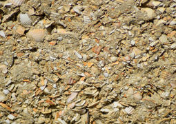 Background from a shell rock in cement. The wall put from slag stone