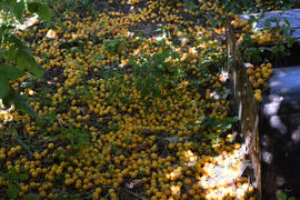 Cherry plum fruits on the earth. Maturing of fruit in a garden