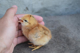 Chicken in a palm. Cultivation of domestic hens