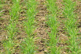 Spring winter wheat field. Shoots of wheat in a field on the ground. Cultivation of cereals