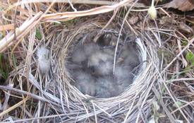 Nest of a bird in the tundra. Northern birds breed for short summer