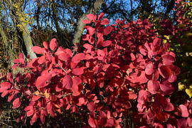 Autumn red color of leaves of cotinus coggygria. Paints of fall